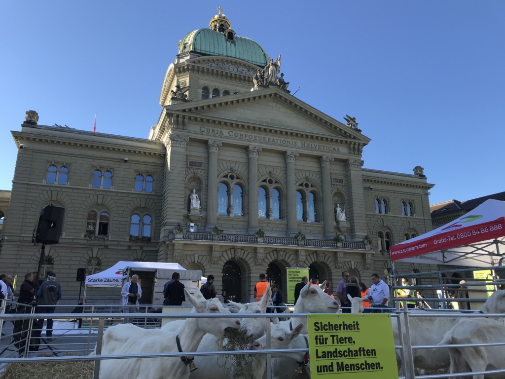 Ziegen Bundesplatz